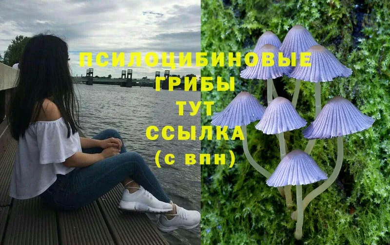 даркнет сайт  Дудинка  блэк спрут ССЫЛКА  Галлюциногенные грибы Magic Shrooms 